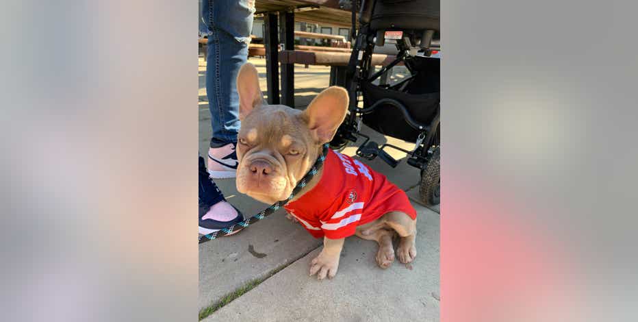 These Bay Area French bulldogs are the official team support animals for  the San Francisco 49ers - ABC7 San Francisco