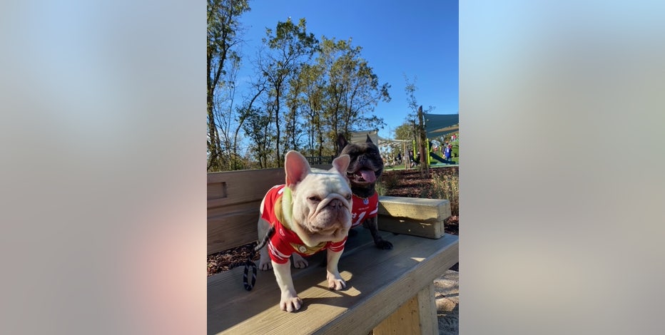 These Bay Area French bulldogs are the official team support