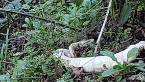 Boa constrictor on the loose at East Bay regional park