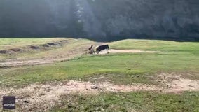 Caught on video: Bull charges cyclists during California race