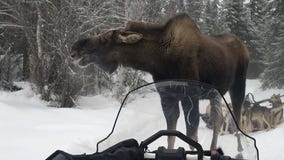 'Never felt so helpless': Moose attacks Iditarod sled dog team for nearly an hour