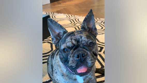 Suspect arrested after 'Rosie' stolen in brazen San Francisco dog theft