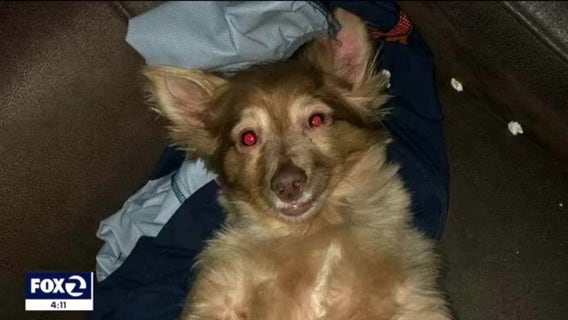 Emotional support dog stolen in Oakland from disabled man's car