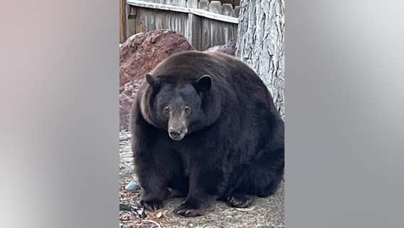 'Hank the Tank,' Lake Tahoe bear, gets exonerated for many home break-ins
