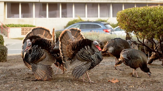 Wild turkeys on NASA Ames destroy property, act aggressively