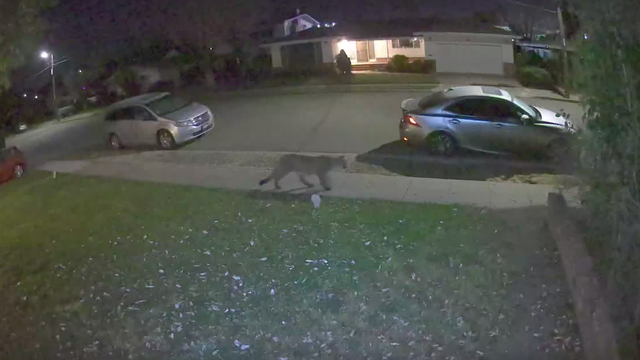 Mountain lion seen prowling Hayward neighborhood
