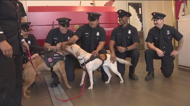 San Francisco firehouse welcomes specially-trained therapy dogs