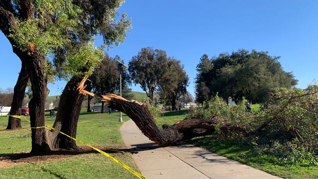 2 juveniles suffer minor injuries after tree snaps from high winds in San Jose park