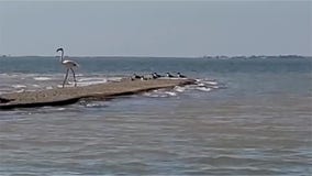Flamingo that escaped Kansas zoo 17 years ago spotted in Texas