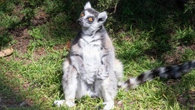 'Maki', San Francisco Zoo lemur kidnapped and recovered in 2020, dies at 22