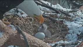 Bald eagle hatches in Southern California on live camera feed