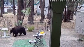 Lake Tahoe bear activity is on the rise after the Caldor Fire