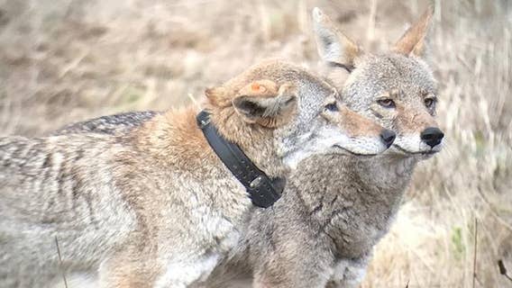 Coyote puppy season prompts closure of SF Presidio areas to dogs