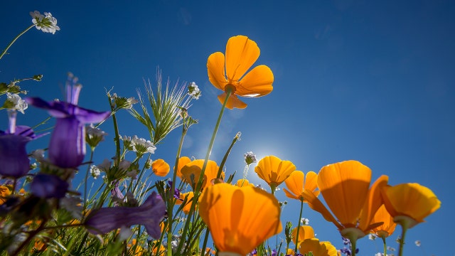 Winter rains bring "superbloom" to Bay Area parks