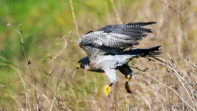 Berkeley famous falcon finds new mate one day after death of longtime paramour