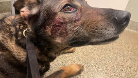 Man allegedly bites, stabs Fairfield police K9 dog