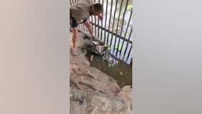Video shows man saving goose from python's coils