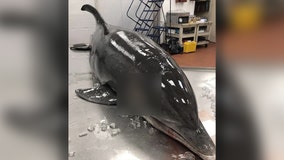 Dolphin found dead after being impaled on Florida beach, law enforcement says