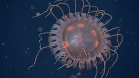 Monterey Bay deep sea discovery: 'stunning and unusual'