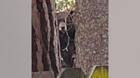 Tahoe family learns bears were living under their home, after hearing 'odd rumbling, snoring-like noises'