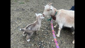 Baby goat stolen from Pinole yard found by 'true hero'