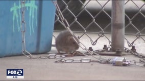 San Francisco using contraceptive to control thriving rat population