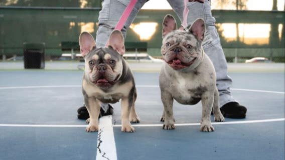 French bulldogs stolen in Santa Clara home invasion