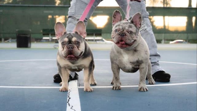 French bulldogs stolen in Santa Clara home invasion