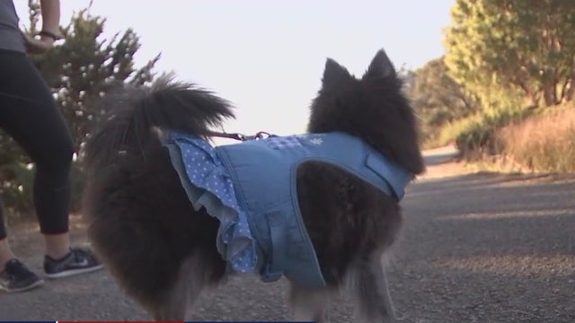 2 dogs killed by coyotes in a week in San Francisco park