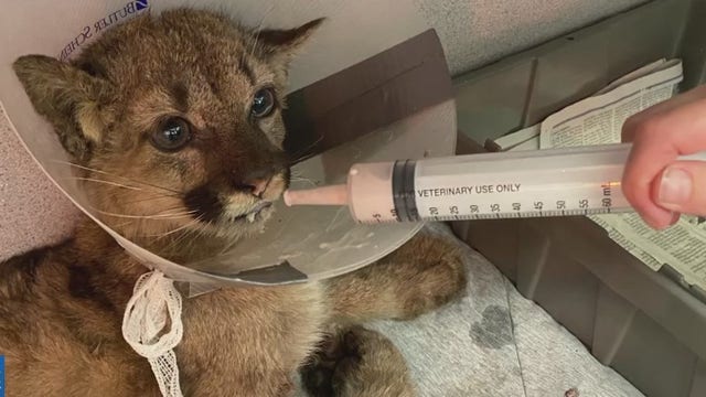 Orphaned mountain lion cub 'Rose' recovering at Oakland Zoo