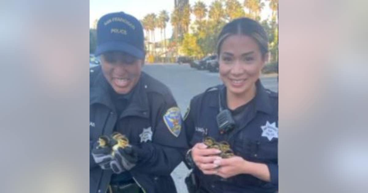 San Francisco officers 'quack the case,' save baby ducklings | KTVU FOX 2