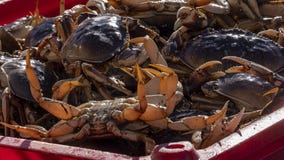 Bay Area fisherman sued in ‘egregious’ crabbing case