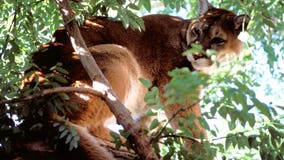 Richmond police warn of possible mountain lion sighting