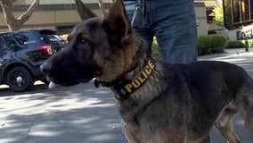 Police deploy K9 on suspect in American Canyon, dog bites bystander instead