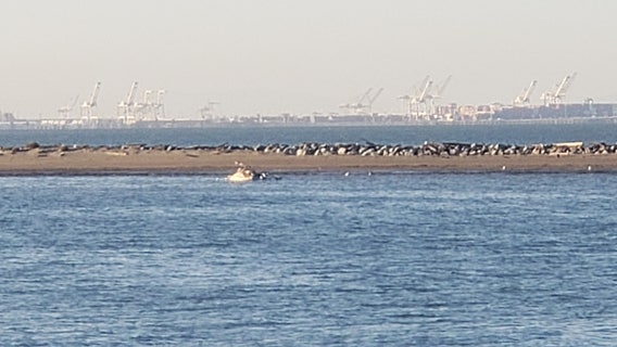 Man spots dead whale off Brooks Island in Richmond