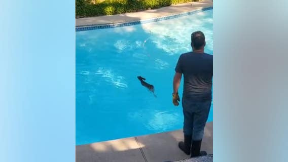 Fawn rescued after falling into Orinda swimming pool, returns back to mom