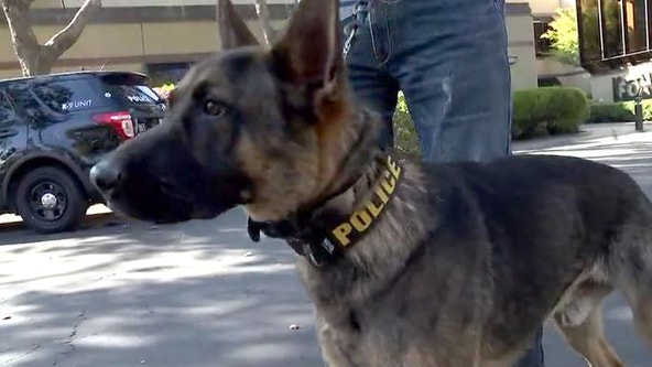 K-9s in question: Bay Area police dogs bite with little consequence