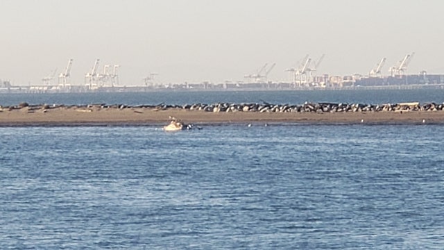 Man spots dead whale off Brooks Island in Richmond