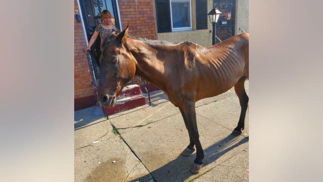'No place for a horse': Animal control rescues horse found abandoned on streets of Philadelphia