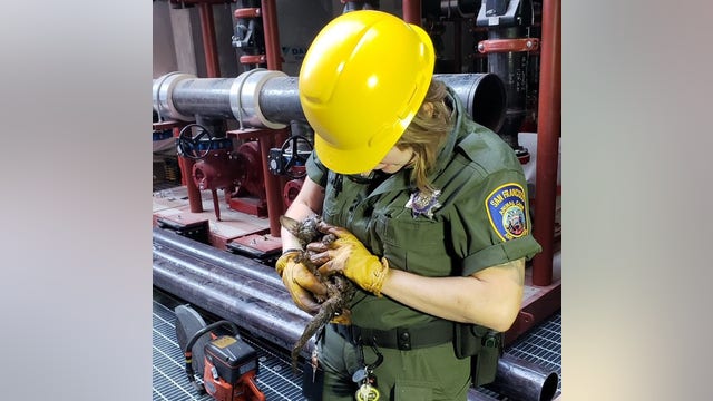 San Francisco firefighters save baby fox stuck in construction pipe