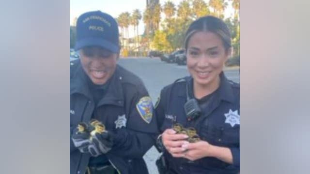 San Francisco officers 'quack the case,' save baby ducklings