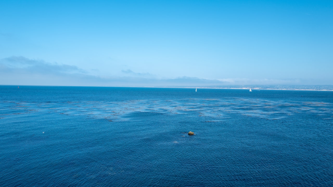 1 hospitalized after shark attack in Monterey County - Vimarsana News