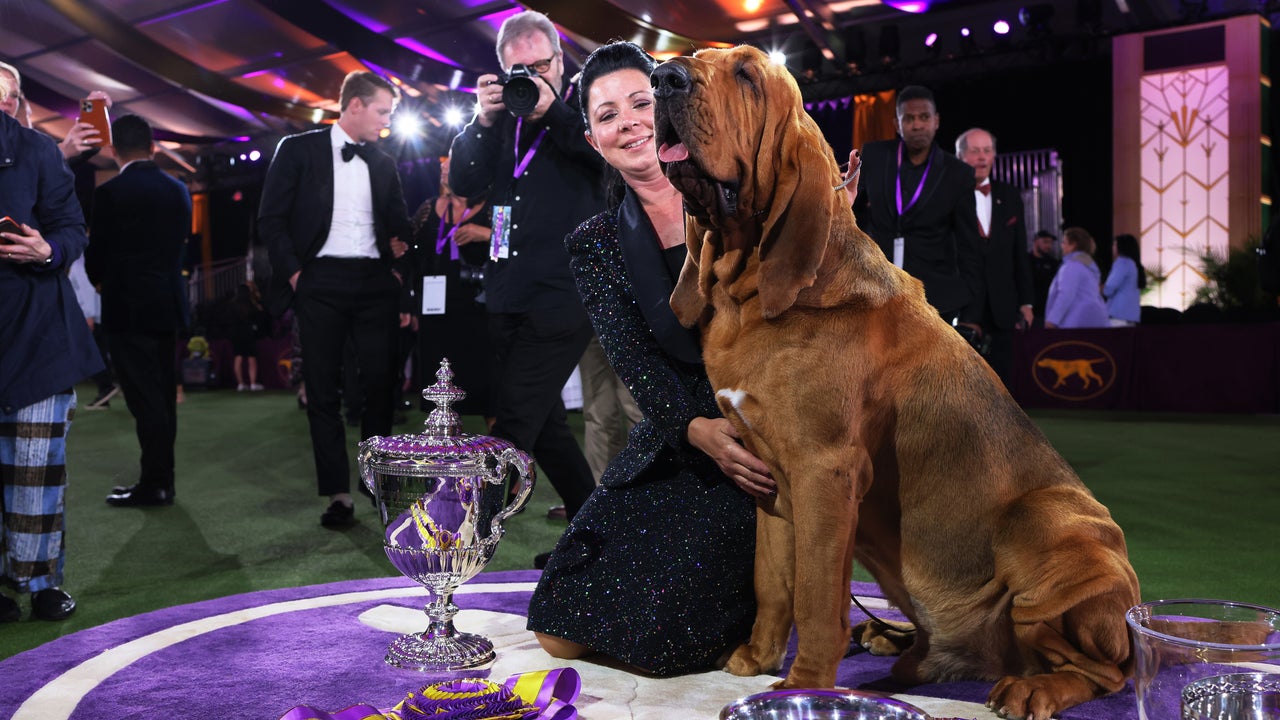 Bloodhound named Trumpet claims top prize at Westminster Kennel