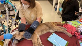 Mountain lion weak and anemic after being rescued from Pescadero High classroom