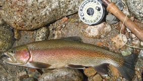 California trout to be euthanized after bacteria outbreak