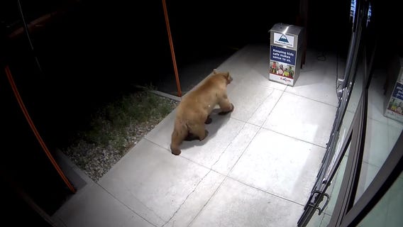 Video shows bear breaking into prescription disposal bin