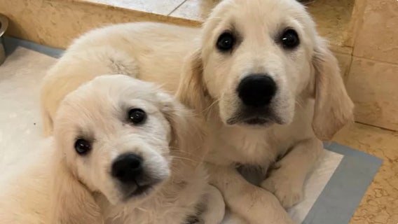 UCSF Children's Hospital doctors raising funds to save puppies in ICU