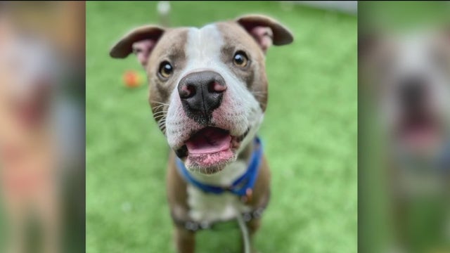 Dog adoption fees waived in San Francisco for the summer