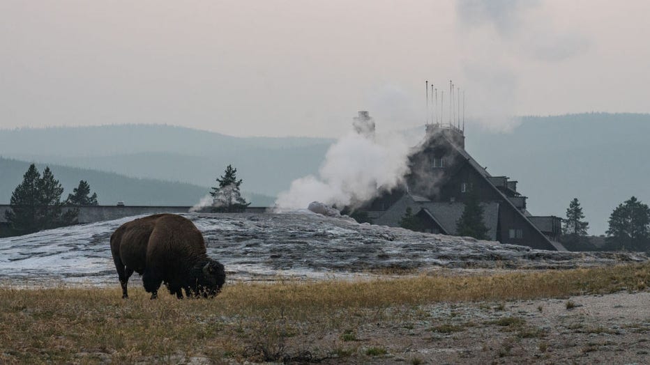 An American Bison grazes in front of a steaming Old Faithful Geyser with the Old Faithful Inn behind. Yellowstone National Park, Wyoming, USA.