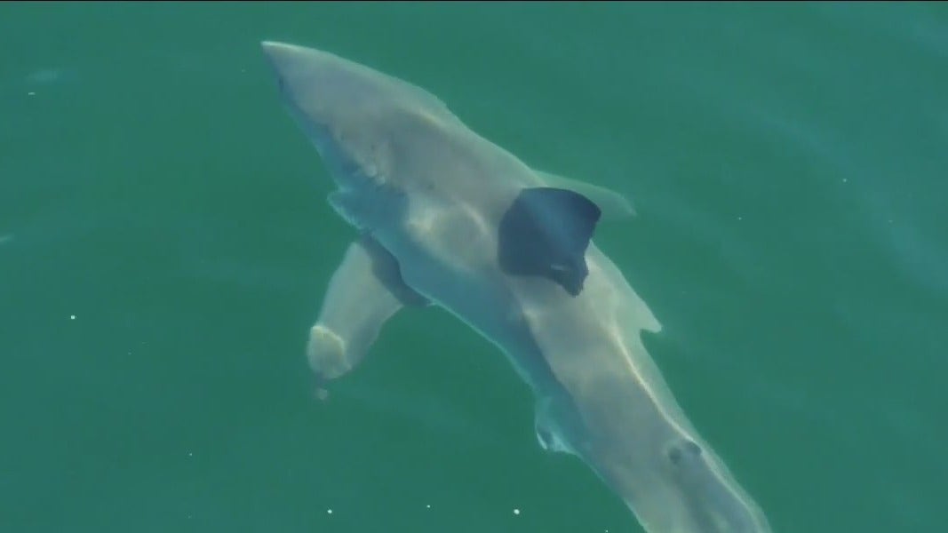 Possible shark bite being investigated after surfer injured at NorCal beach